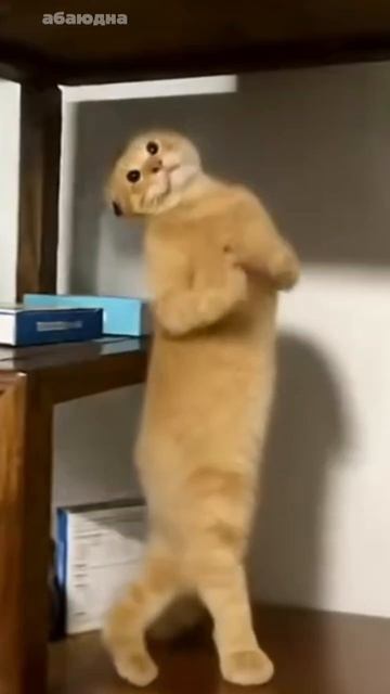 Тренды /ТАНЦЫ ФИИ#видео #топ #рейтинг#очень #мультики #детям #ии. #котики смотреть онлайн