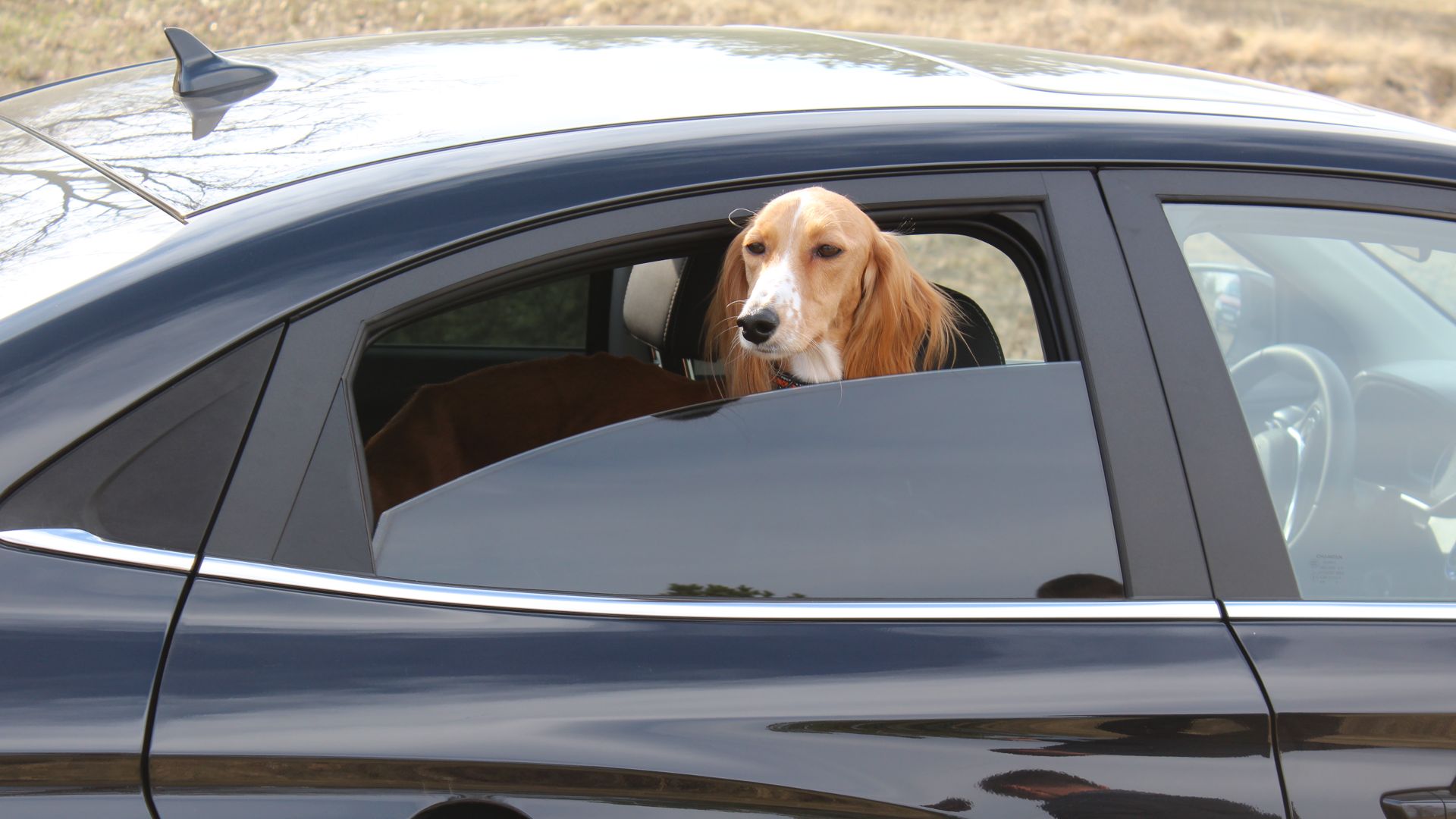  Ыгдыр - чемпион!!! 2025_04_05. Видео_9855