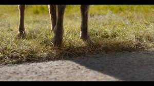 Следствие ведут овечки — Русский трейлер (Дубляж, 2026)