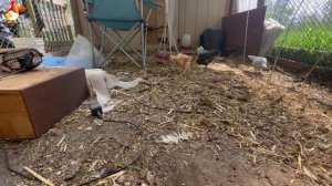 Любовь птицевода к Курочкам 🐥🐔🥚 Нежное видео 🐓 Версия (110)