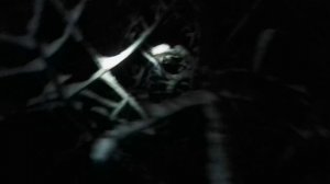 Найди кота)))