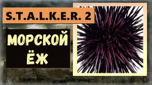 S.T.A.L.K.E.R. 2: Heart of Chornobyl  Где найти на Свалке «Морского ежа» сильная защита от радиации