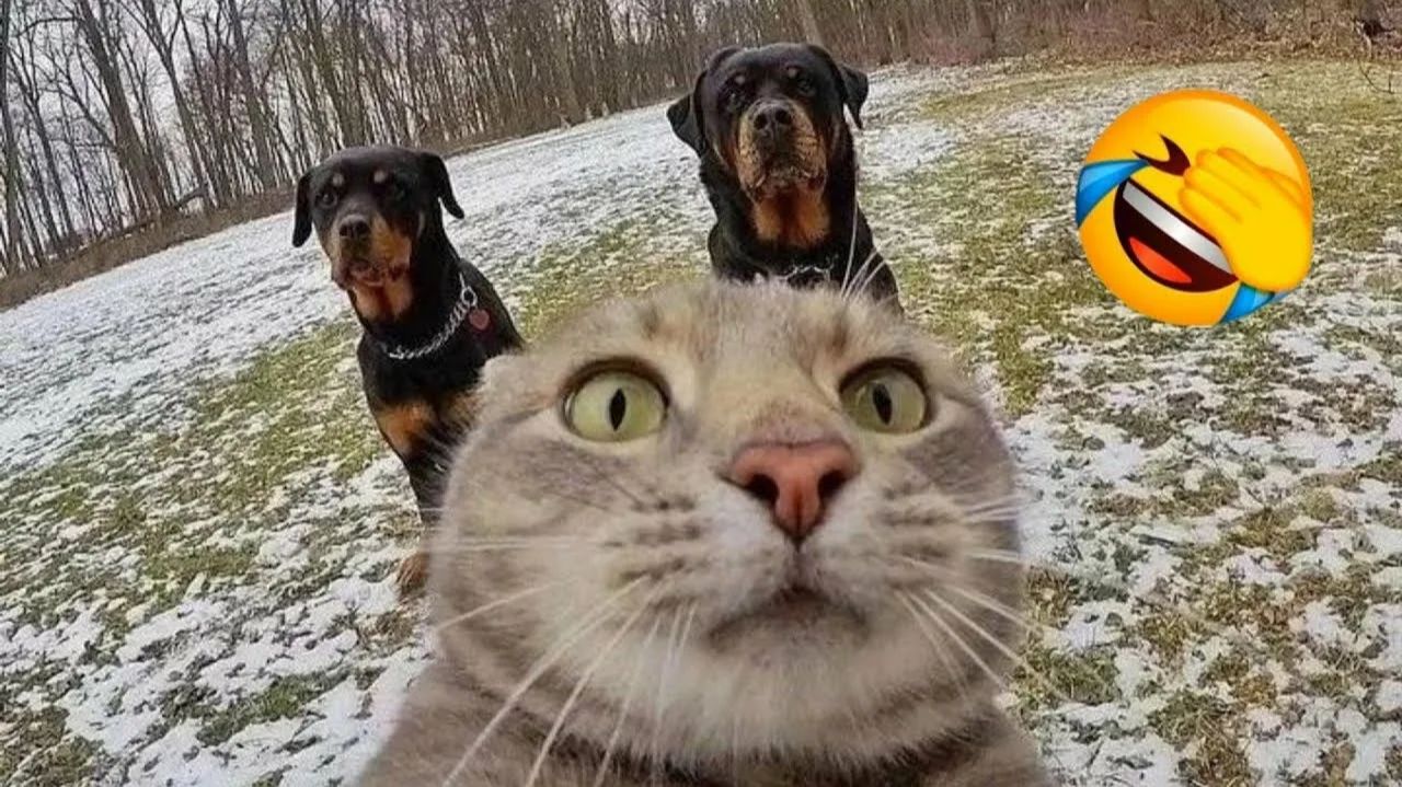 СМЕЙСЯ ДО СЛЁЗ 🤣 ВЕСЕЛАЯ ПОДБОРКА ПРИКОЛОВ С ЖИВОТНЫМИ😁