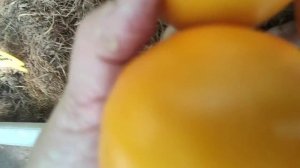 45-ДАЧА..мой урожай помидор.1 часть(29.07.-01.08.21)