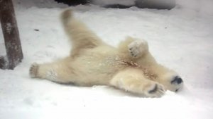 Медвежата Белка и Стрелка радуются выпавшему снегу и ветер, и пурга им нипочем!