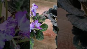 VID_20260111_132720.mp4