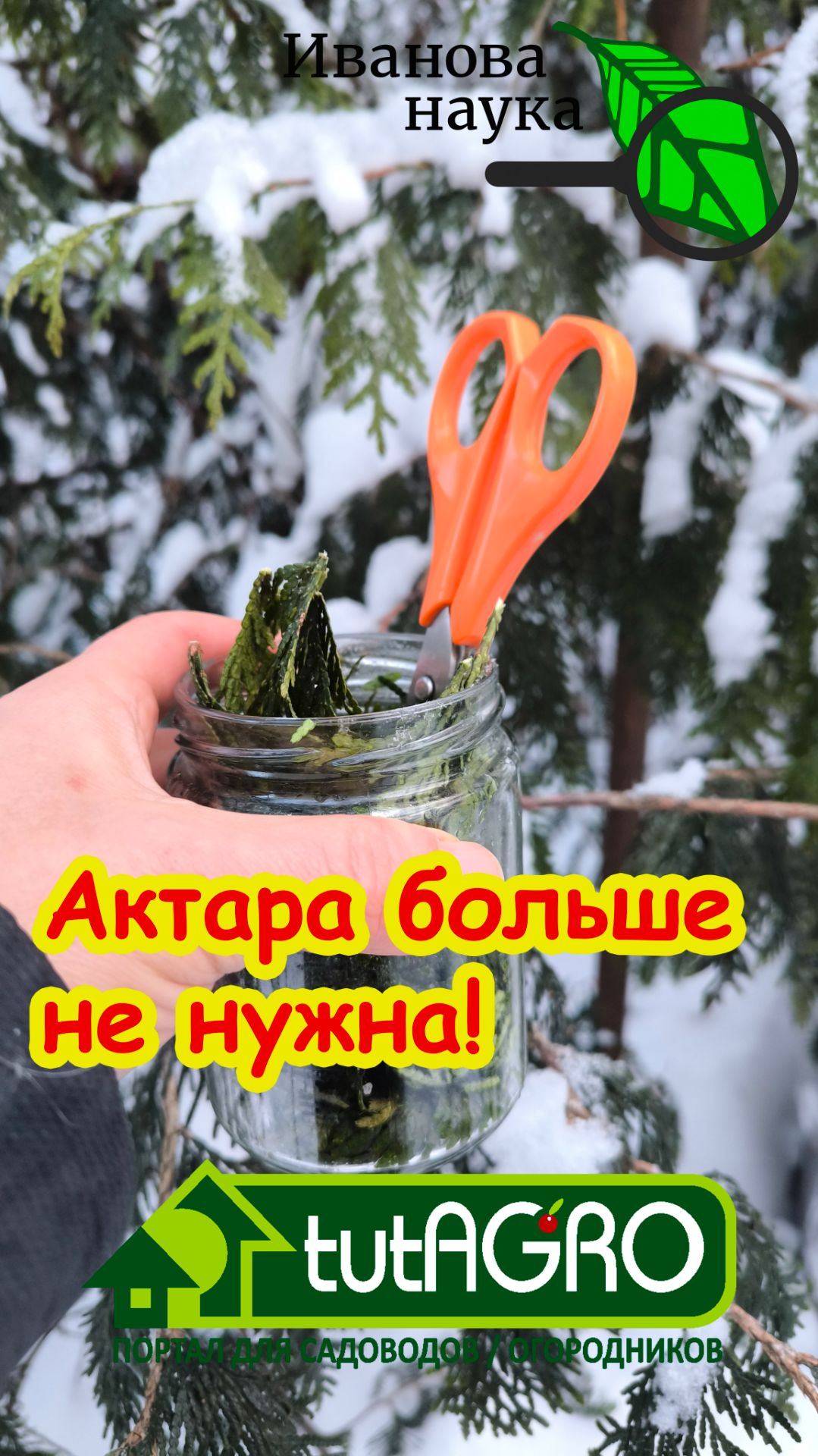 Актара — пыль истории! Вот что я использую вместо Актары. Все вредители сдохнут от этого средства. смотреть онлайн