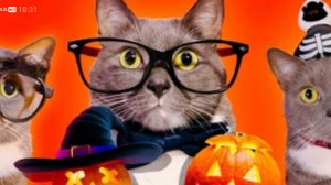 ХЭЛЛОУИН. В ШКОЛЕ. КОТИКОВ!