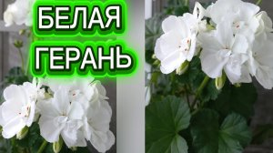 Белая пеларгония. Комнатное цветоводство.От бутона к цветку, от цветка к соцветию.