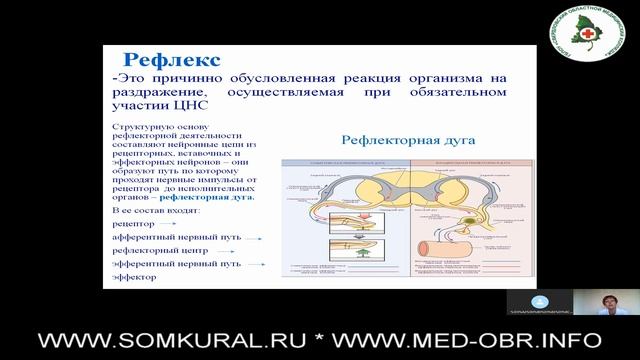 09 Классификация нервной системы. Спинной мозг смотреть онлайн
