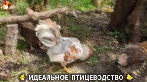 Идеальное птицеводство достойно восхищения 🐓🦆🦢🦚🦃🐔 эпизод (439)