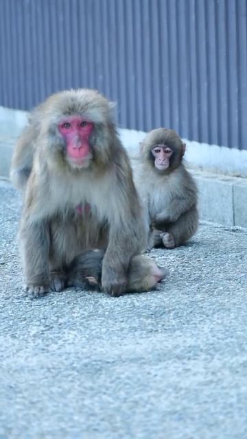 VID_20260111_134057_268.mp4