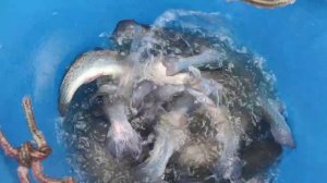 Очередная партия Форели