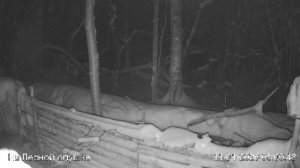 LIVE: На лесной опушке. Природа онлайн