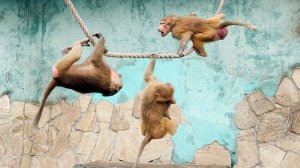 Люся! С Новым Годом! Регбисты и канатоходцы! Учим посетителей как угощать, а то Маня не достается!