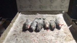 итоговый улов форели