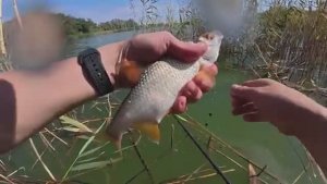 ЛОВИЛ ПЛОТВУ, НО ТУТ ПРИШЛИ САЗАНЫ И ПОПЁРЛО! Рыбалка на поплавок. Ловля сазана.