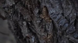 ВОТ ЭТО РЫБАЛКА! Я МЕЧТАЛ О НЁМ! ОСЕННИЙ ХИЩНИК И ЛЕЩ. Собираю самые вкусные грибы.