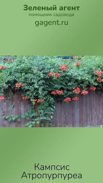 Кампсис Атропурпуреа — Зеленый Агент