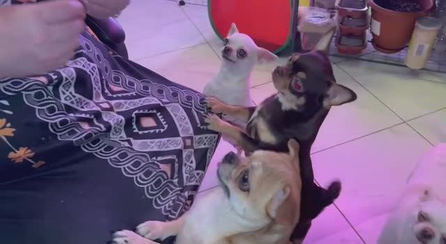 Как же они любят повыпрашивать и как же им можно отказать. смотреть онлайн