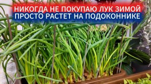 НИКОГДА НЕ ПОКУПАЮ ЗЕЛЕНЫЙ ЛУК ЗИМОЙ! Выращиваем лук на подоконнике! УРОЖАЙ КАЖДЫЕ 14 ДНЕЙ!