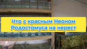 Что с красным Неоном Родостомуса на нерест