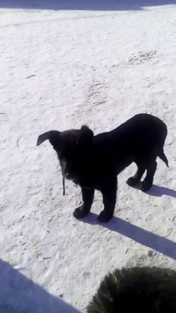 Собаки. Часть 7