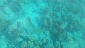 Коралловый риф с сапборда, Камаду, Мальдивы (Coral reef from sup-board, Kamadhoo, Maldives)