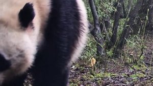 🐼Мама-панда и детёныш в снежном лесу