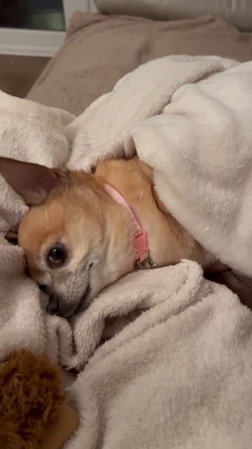 Доброе утро от Лилли смотреть онлайн