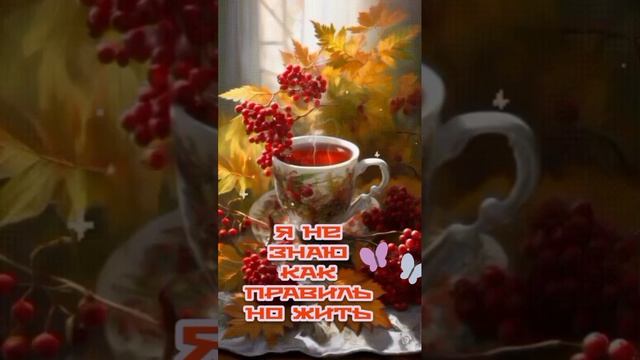 video_11689612809586.mp4