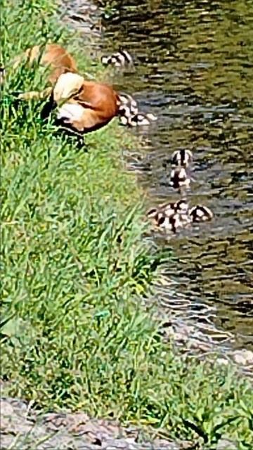 Семья огарей