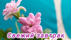 Фантазии на тему завтрака.