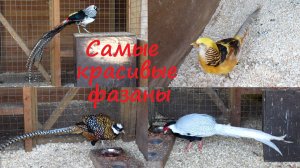 Фазаны. Видео с самыми красивыми фазанами