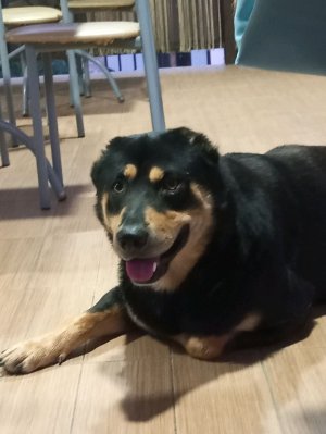 Как я делаю шорц