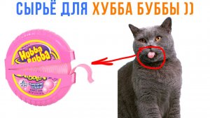 СЫРЬЁ ДЛЯ ХУББЫ БУББЫ! ДУМАЙТЕ! ))) Приколы с котами | Мемозг 1707