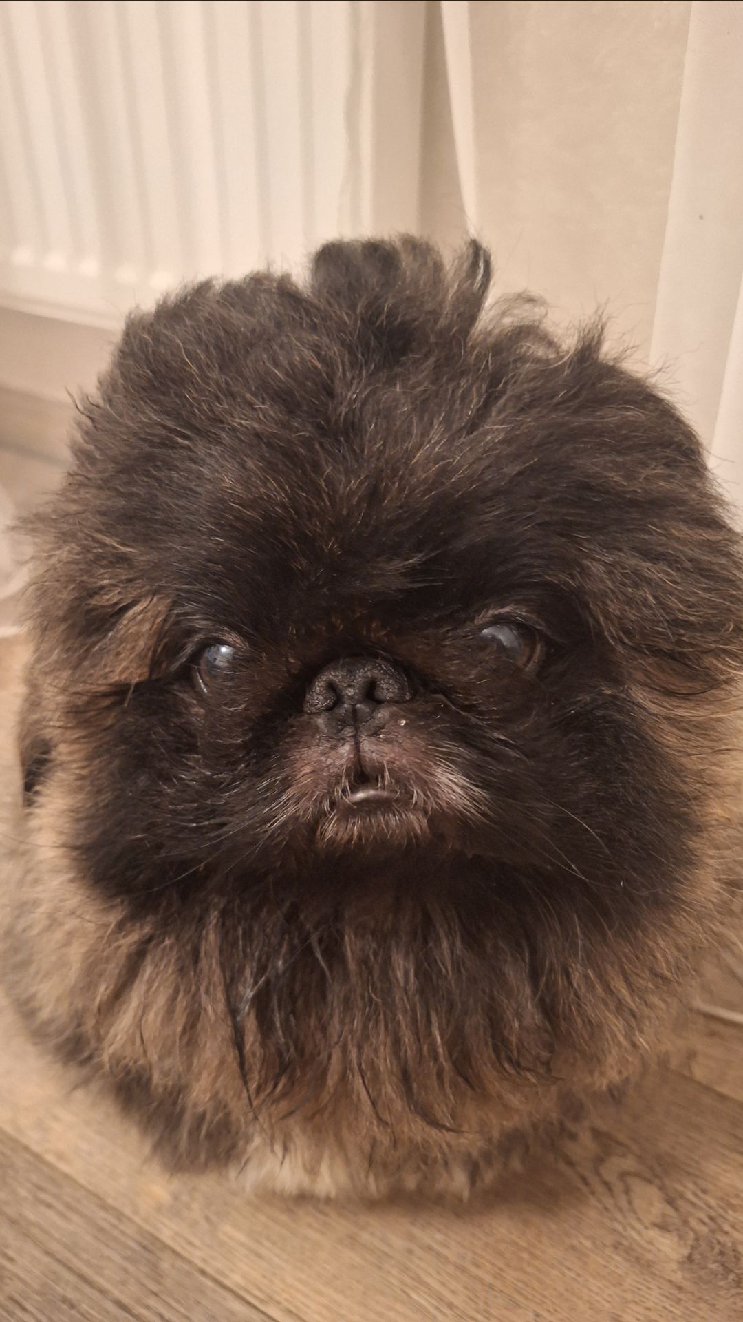 Пекинес Дендик хорош смотреть онлайн