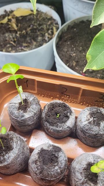 Вопрос к друзьям-садоводам смотреть онлайн