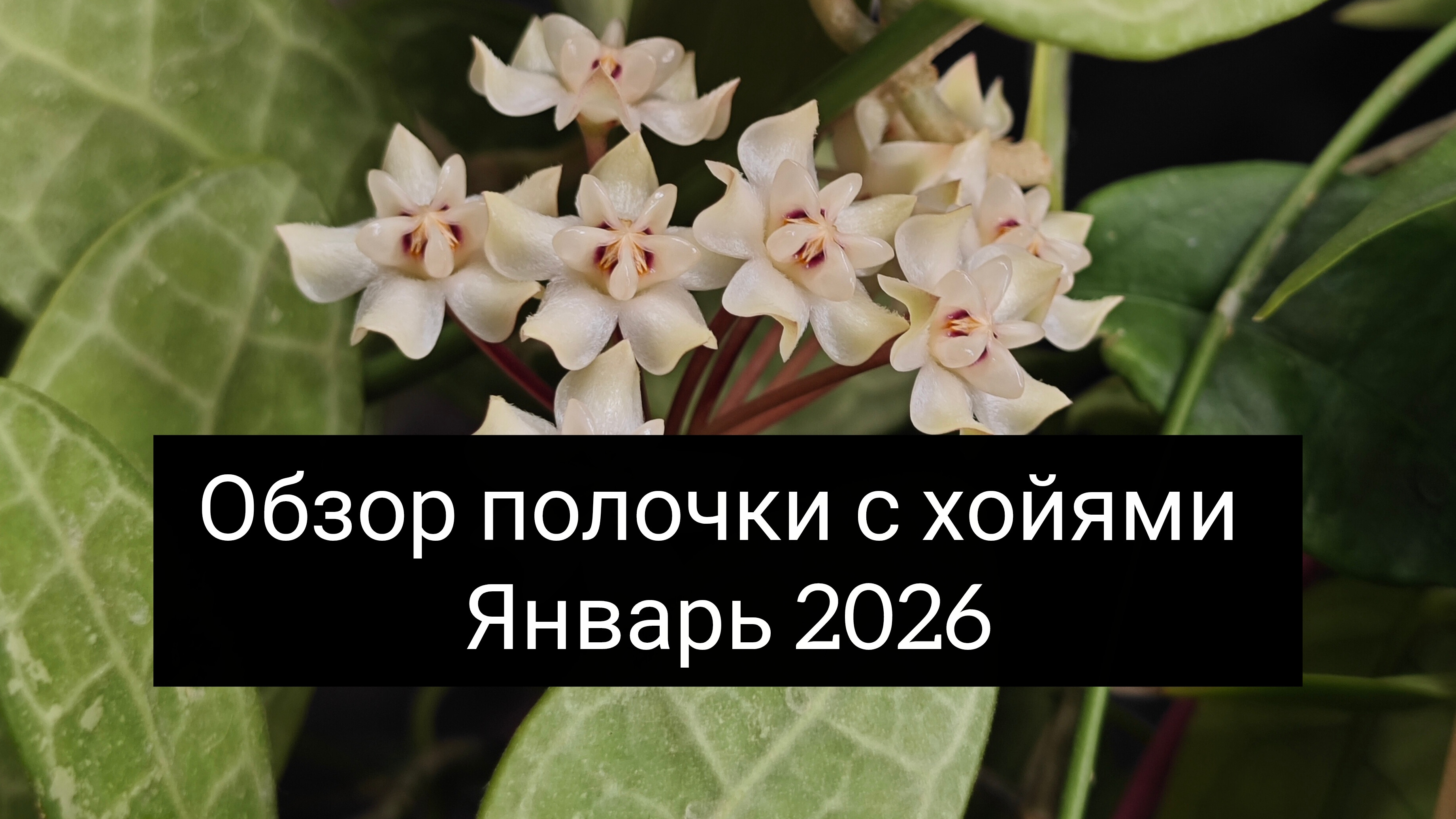 обзор полочки с хойями январь 2026 смотреть онлайн