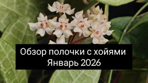 обзор полочки с хойями январь 2026