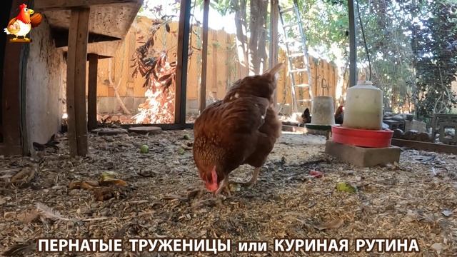 Куриная рутина – что делают куры на выгуле 😂 эпизод (110)