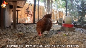 Куриная рутина – что делают куры на выгуле 😂 эпизод (110)