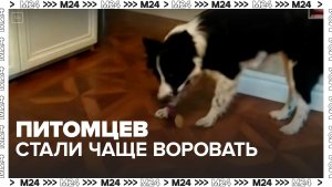 В Москве увеличилось число случаев воровства домашних питомцев