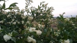 Аромат цветов