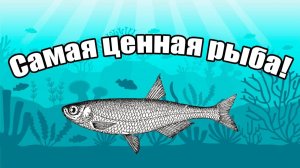 Удивительные Факты об Уклейке: От Местных Названий До Использования в Производстве