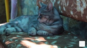 Многодетная