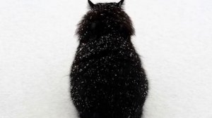 Опять метель ❄️❄️❄️