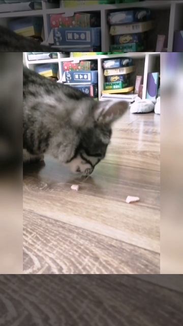 Этот кот идет и ест мясо смотреть онлайн