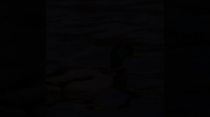 Почему утка не мокнет в воде?