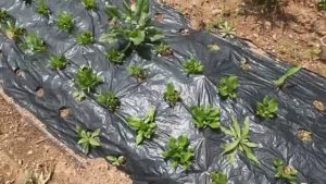 Жизнь в Нагасаки (Япония) - Одинокая жизнь холостяка в старинном доме на холмах 19.04.2024